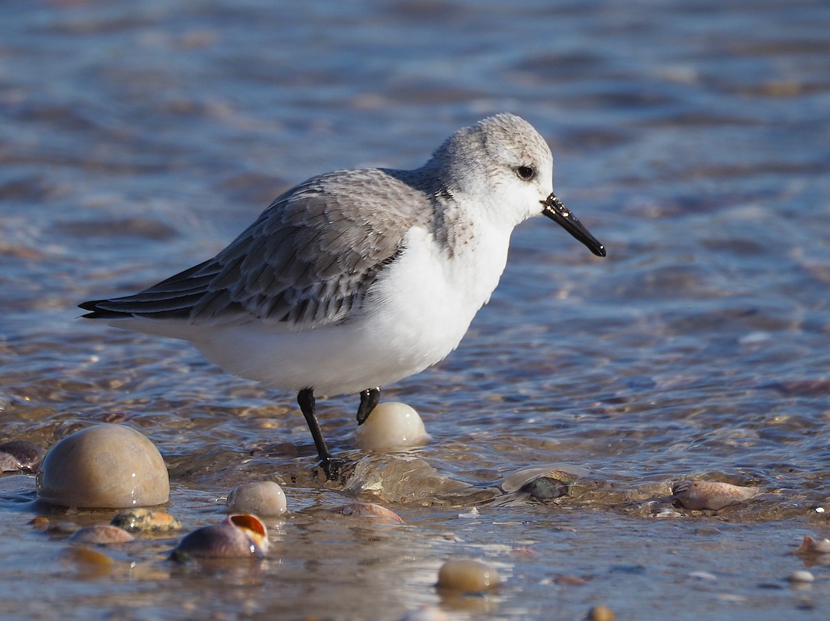 Sanderling - ML650596674