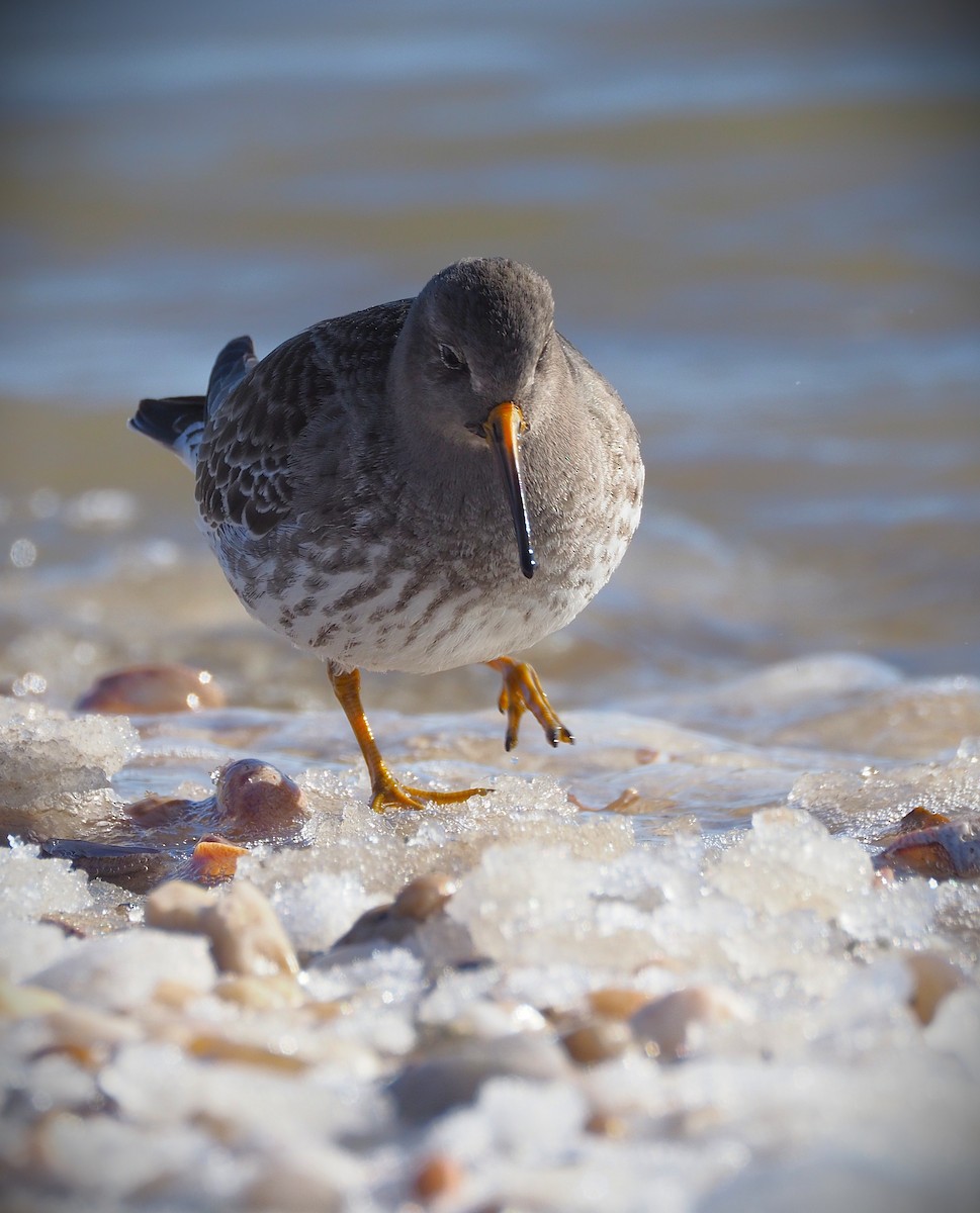Purple Sandpiper - ML650596688