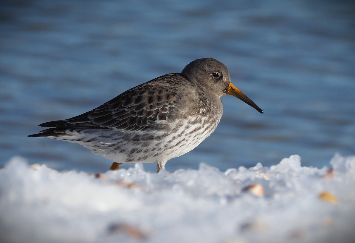Purple Sandpiper - ML650596701