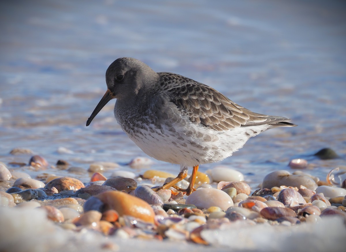 Purple Sandpiper - ML650596702