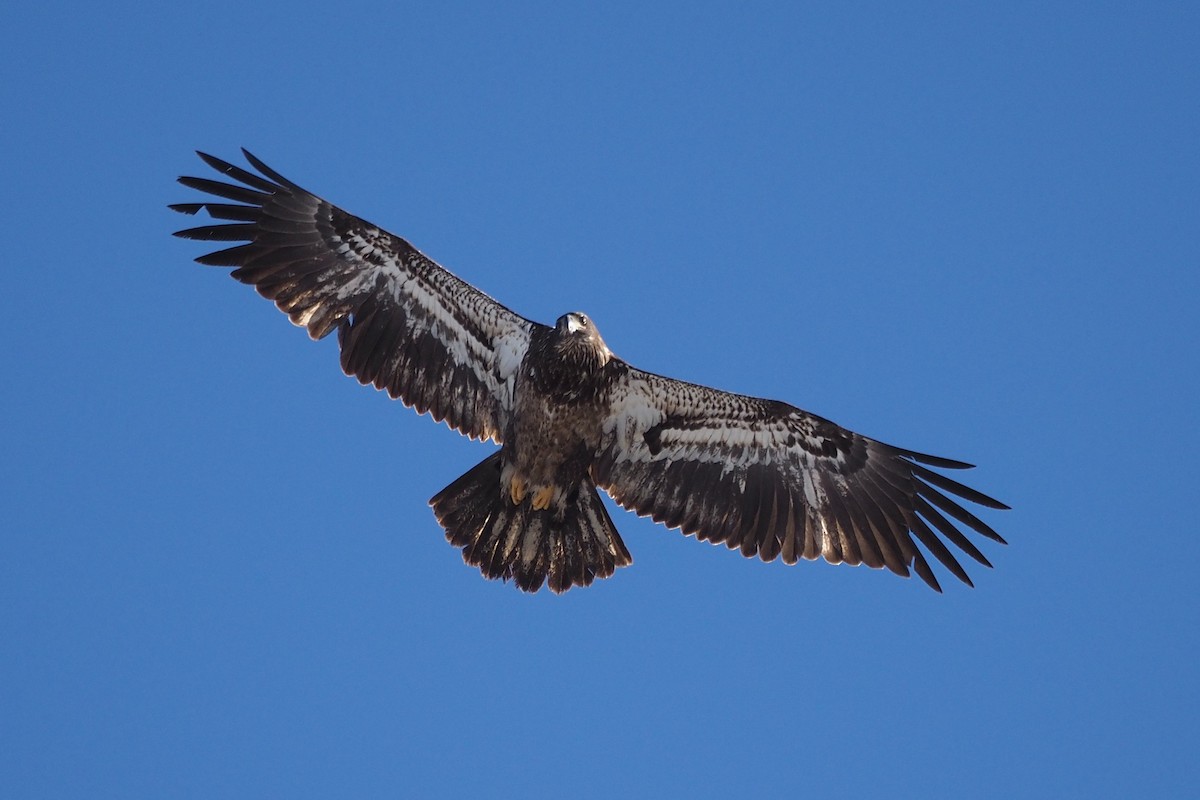 Bald Eagle - ML650596719