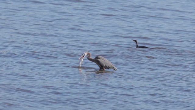 Great Blue Heron - ML650596780