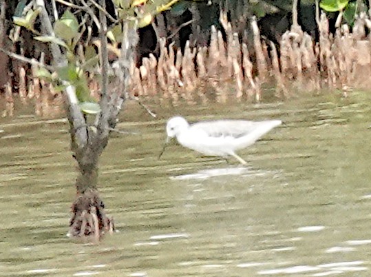 Urmael-kuliska - ML650596807