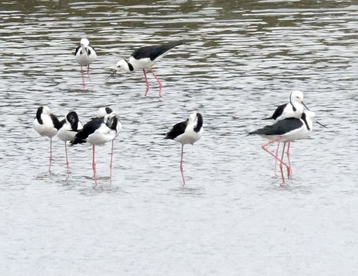 Zankaluze pintoa - ML650596811