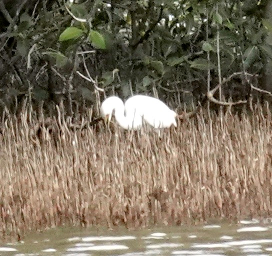 Koartzatxo txikia (immaculata) - ML650596824