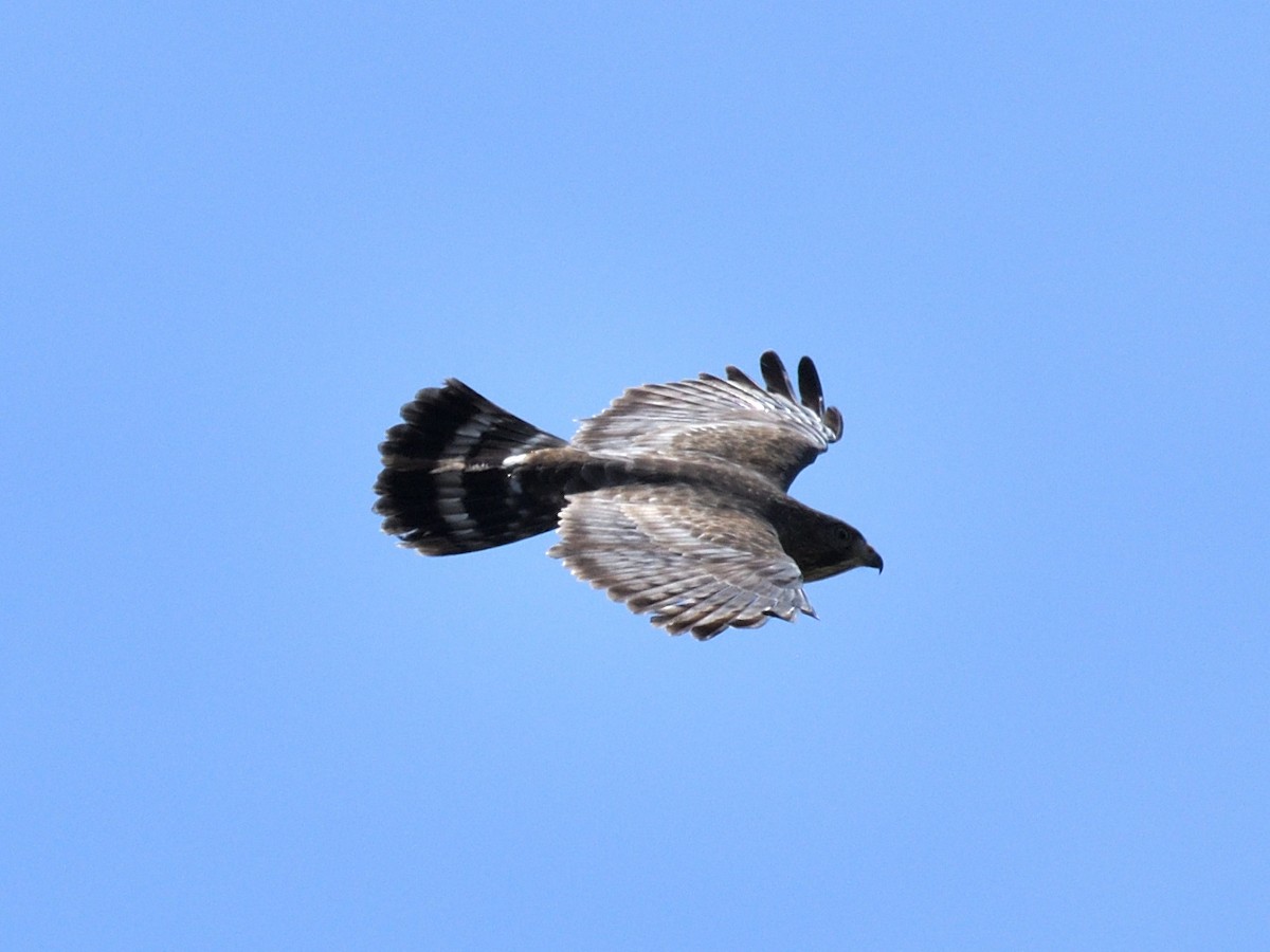 Broad-winged Hawk - ML650597055