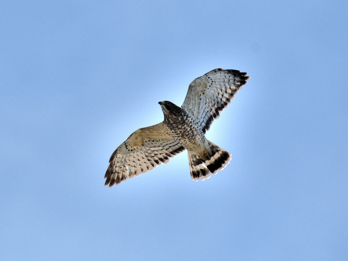 Broad-winged Hawk - ML650597056