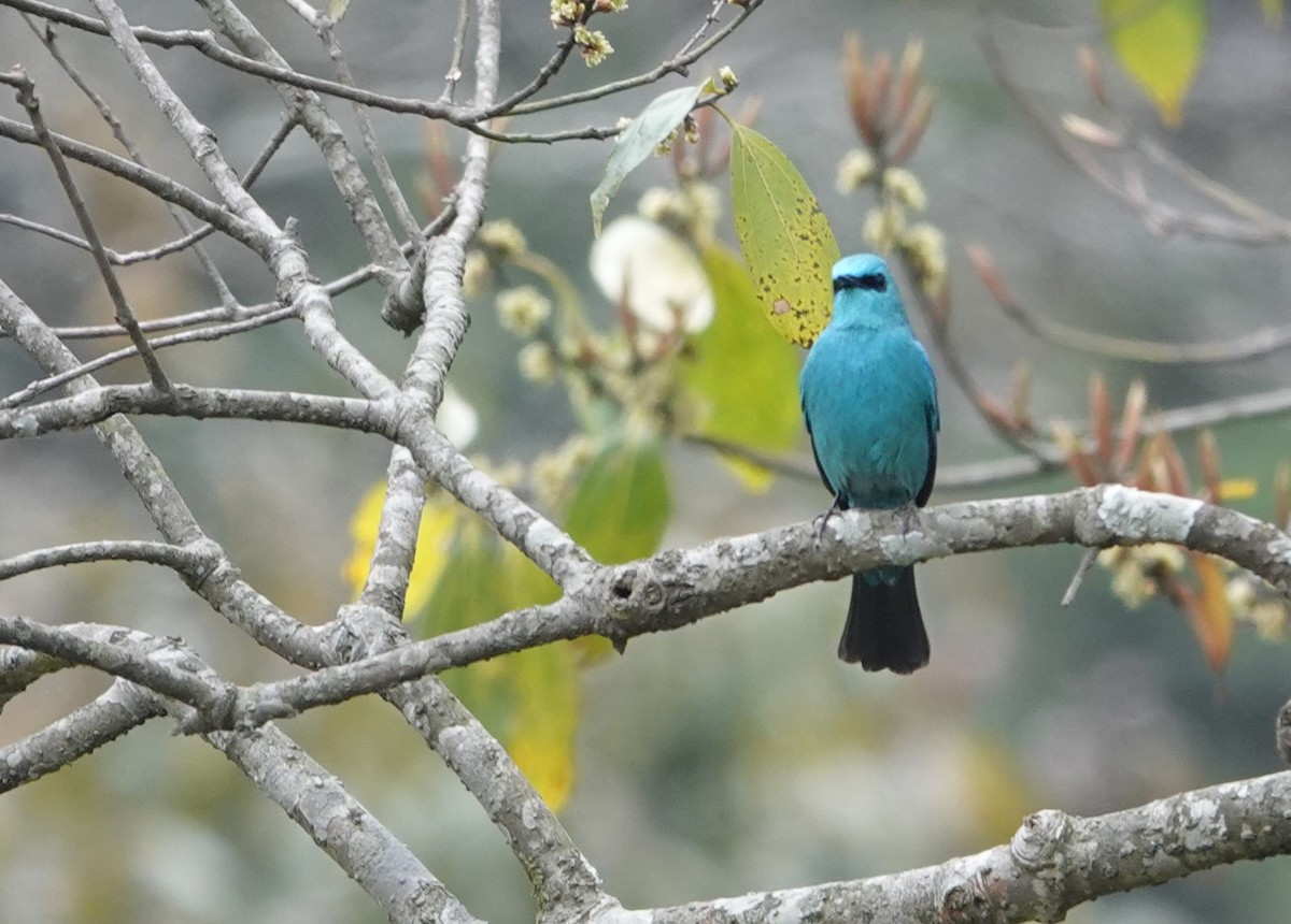 Verditer Flycatcher - ML650597061