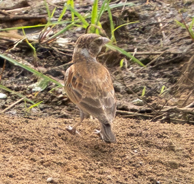 Chestnut-backed Sparrow-Lark - ML650597448