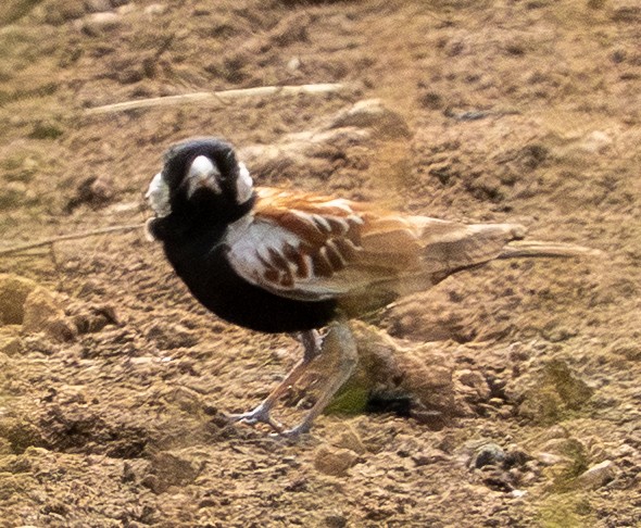 Chestnut-backed Sparrow-Lark - ML650597449