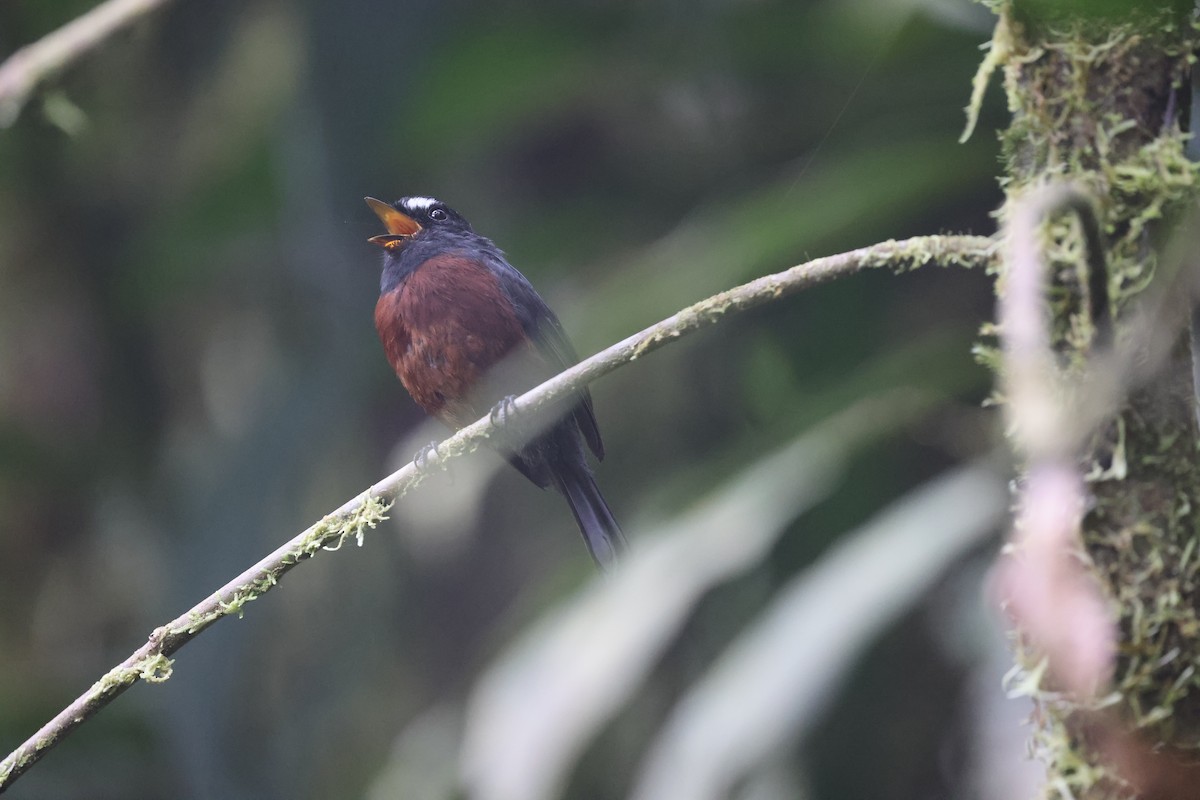 Chestnut-bellied Chat-Tyrant - ML650597519