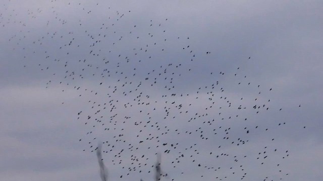 ホシムクドリ - ML650598318