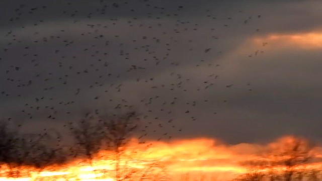 ホシムクドリ - ML650598319