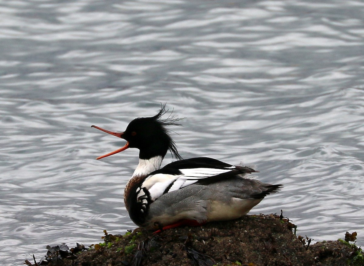 מרגון בינוני - ML650598676