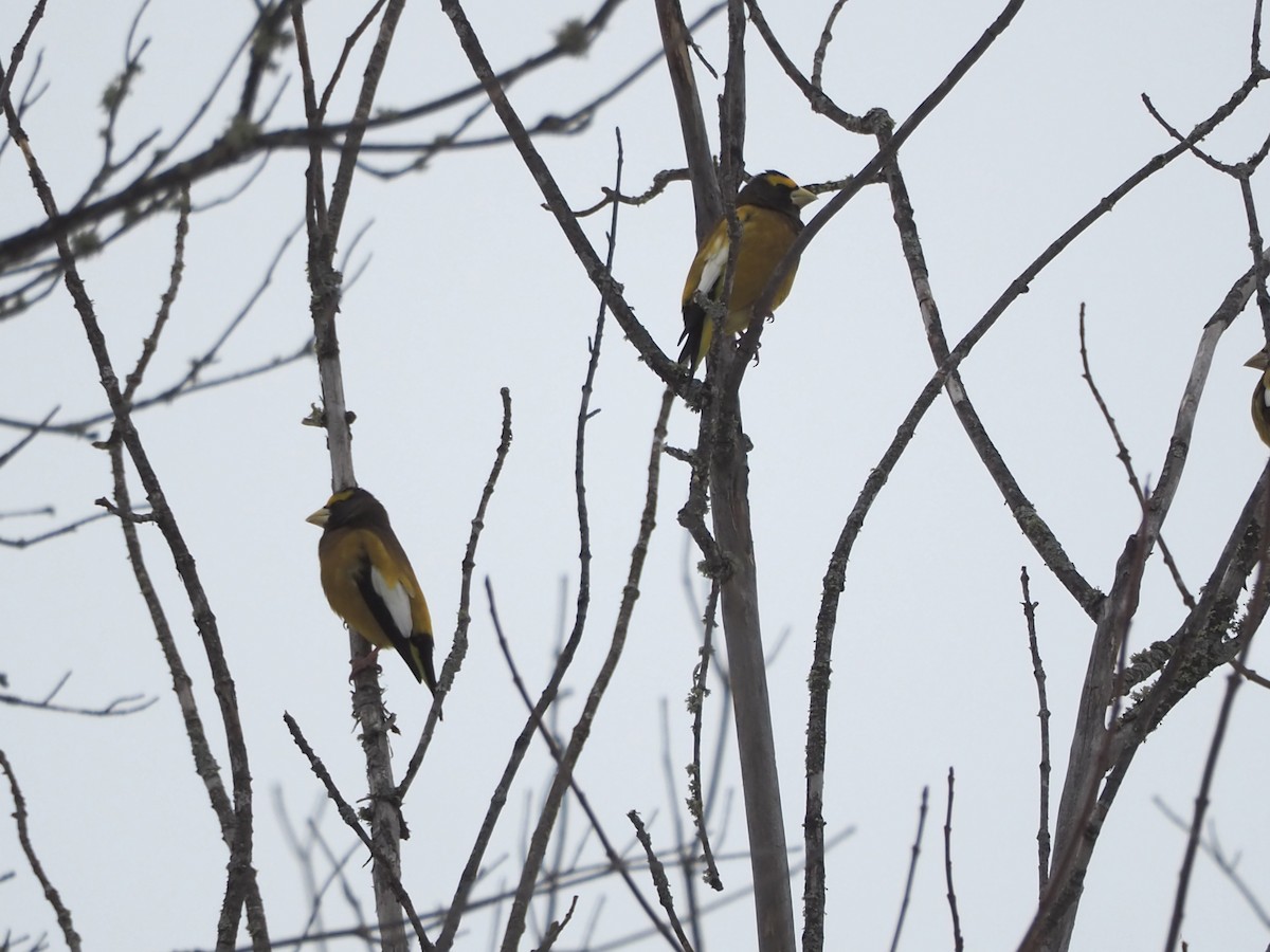 Кіпаль жовтобровий - ML650599041