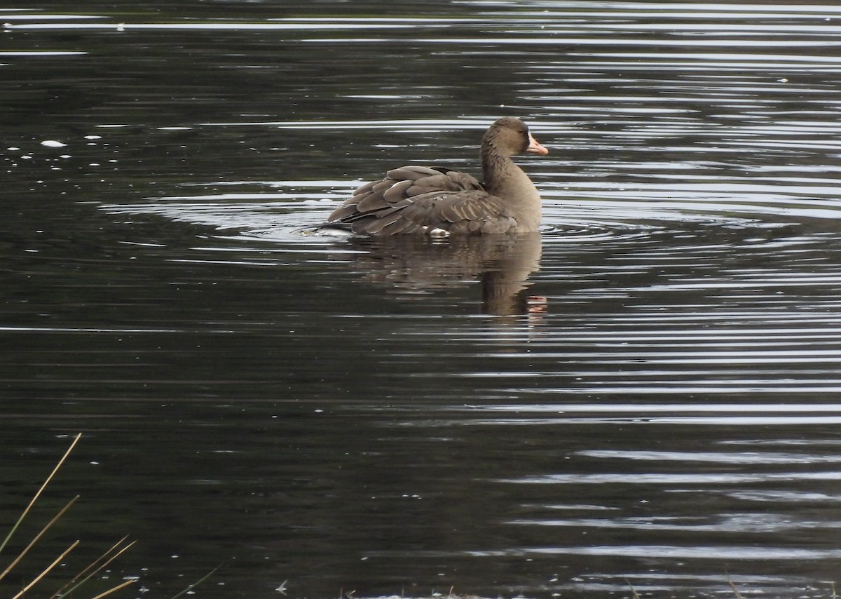 Blässgans - ML650599046