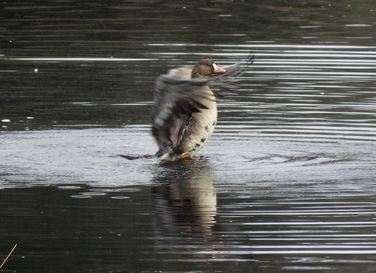 Blässgans - ML650599047