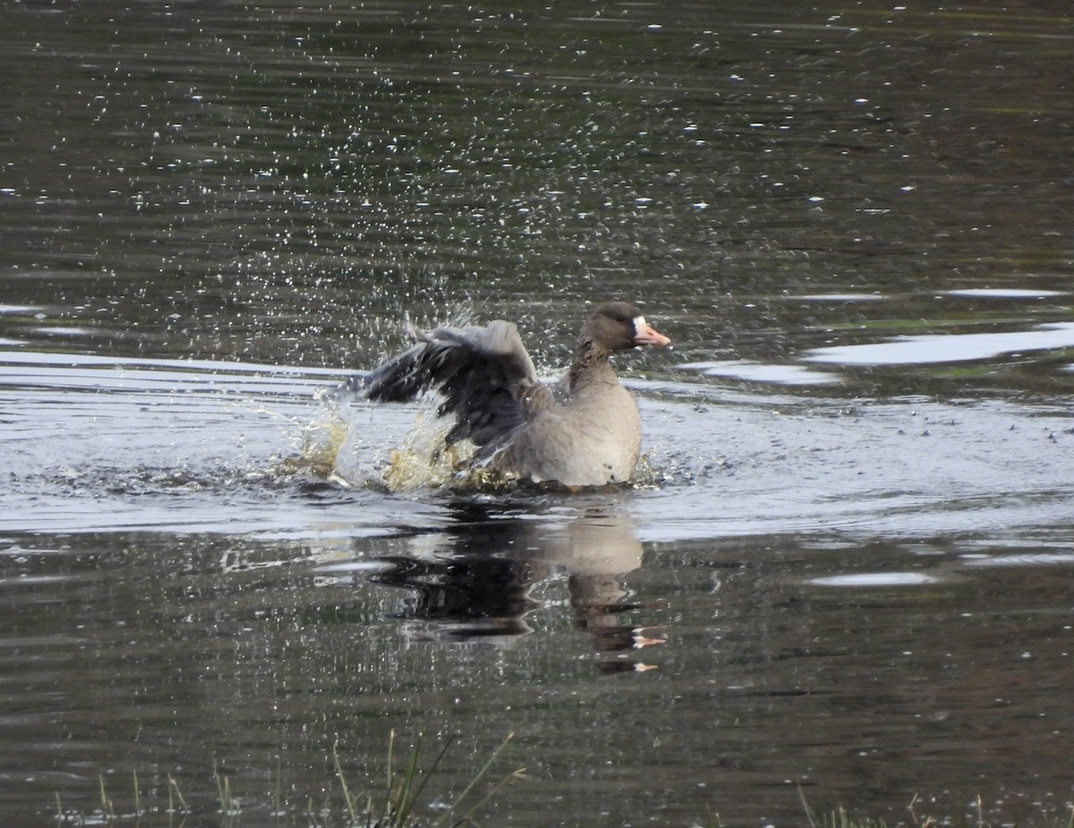 Blässgans - ML650599048