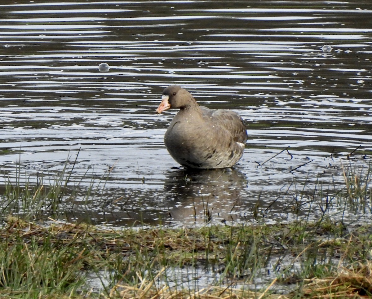 Blässgans - ML650599050