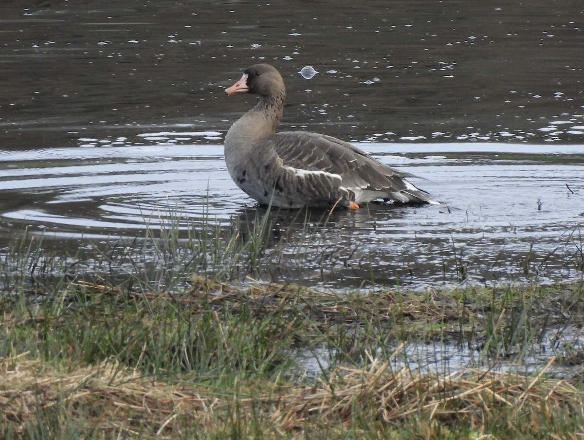 Blässgans - ML650599053