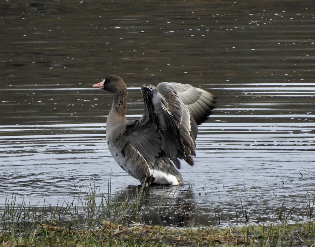 Blässgans - ML650599054