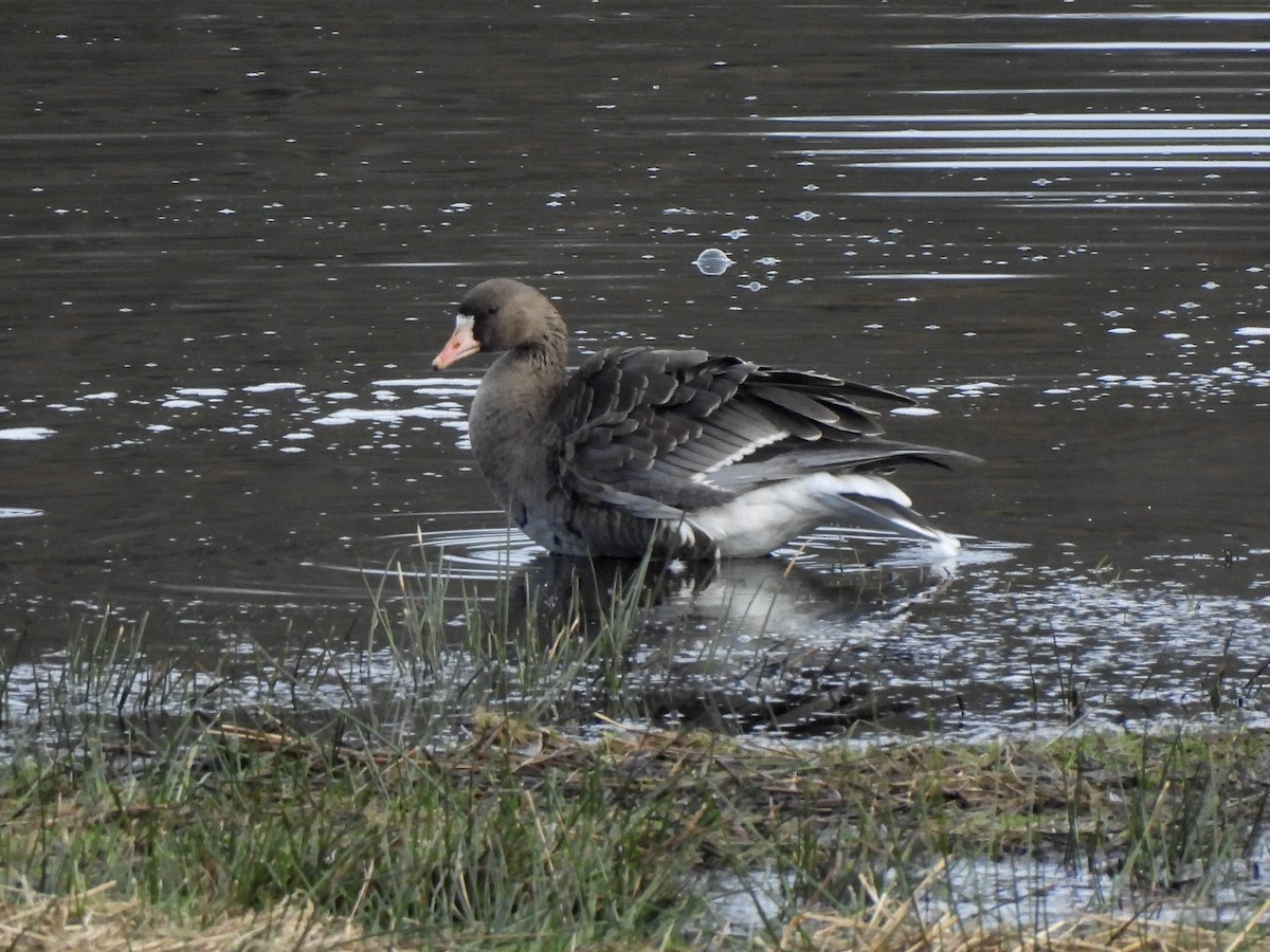 Blässgans - ML650599060