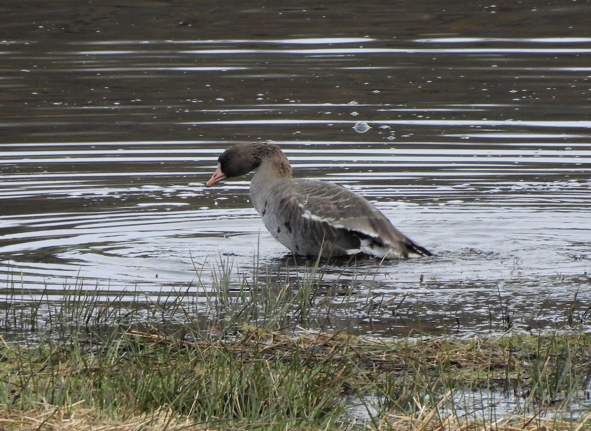 Blässgans - ML650599061