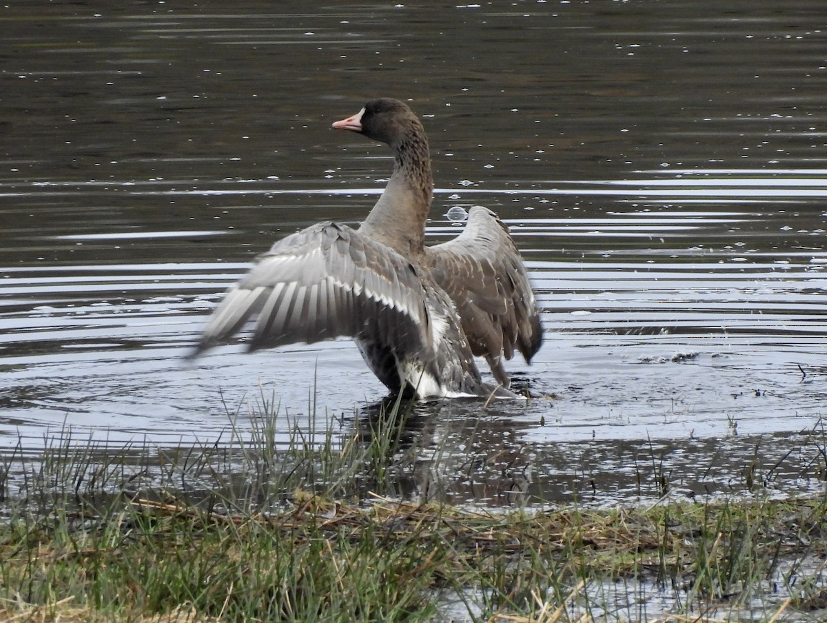 Blässgans - ML650599062