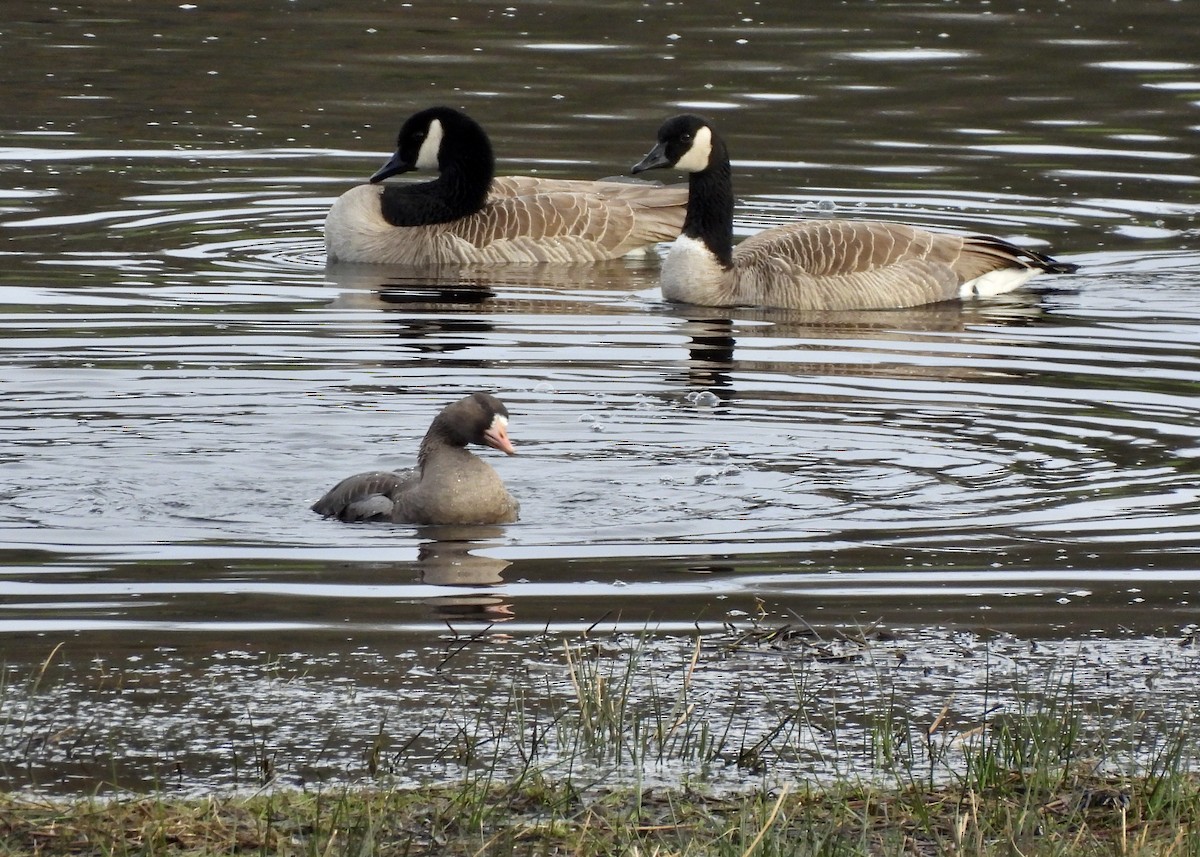 Kanadagans - ML650599082