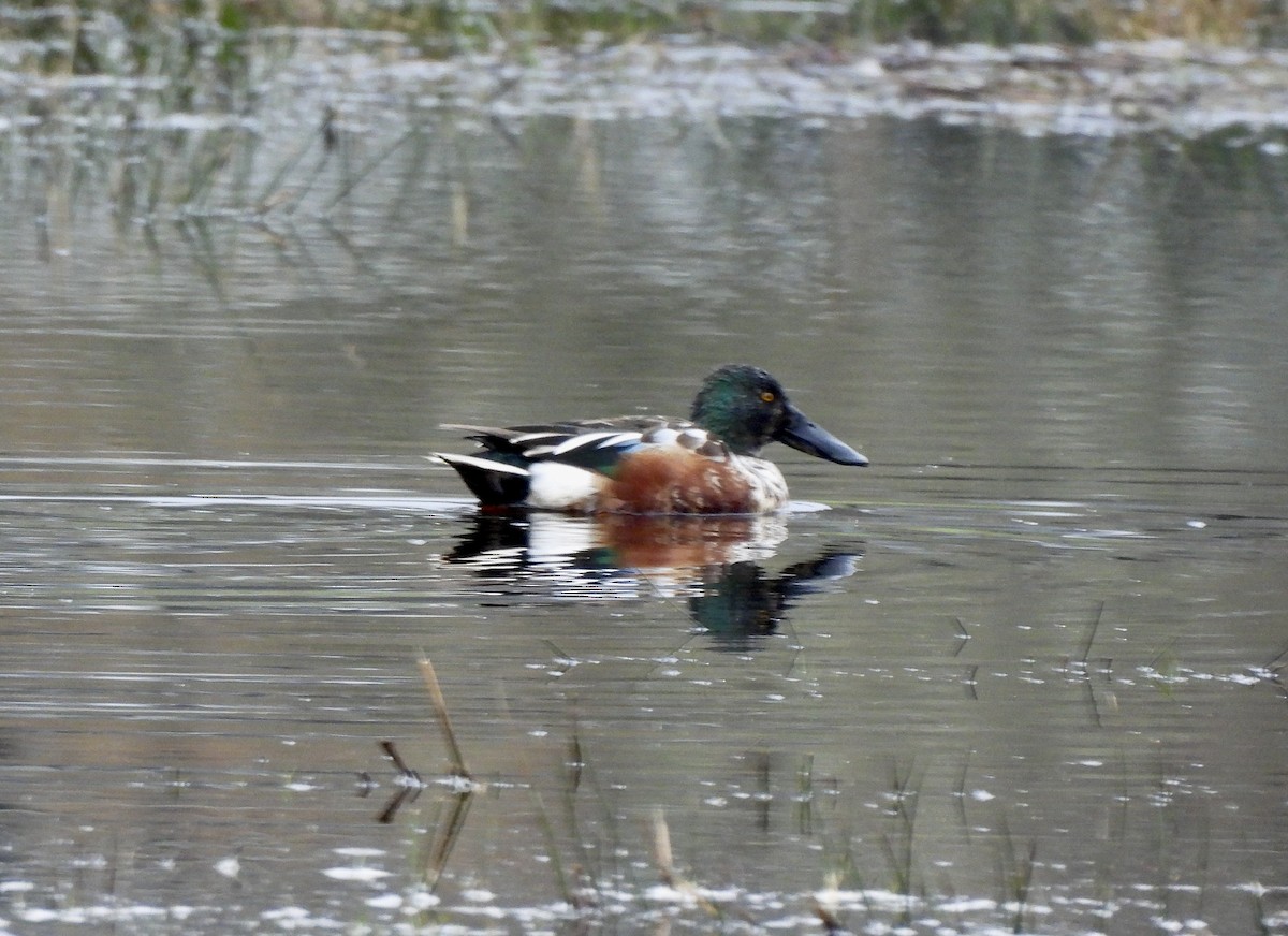 Löffelente - ML650599124