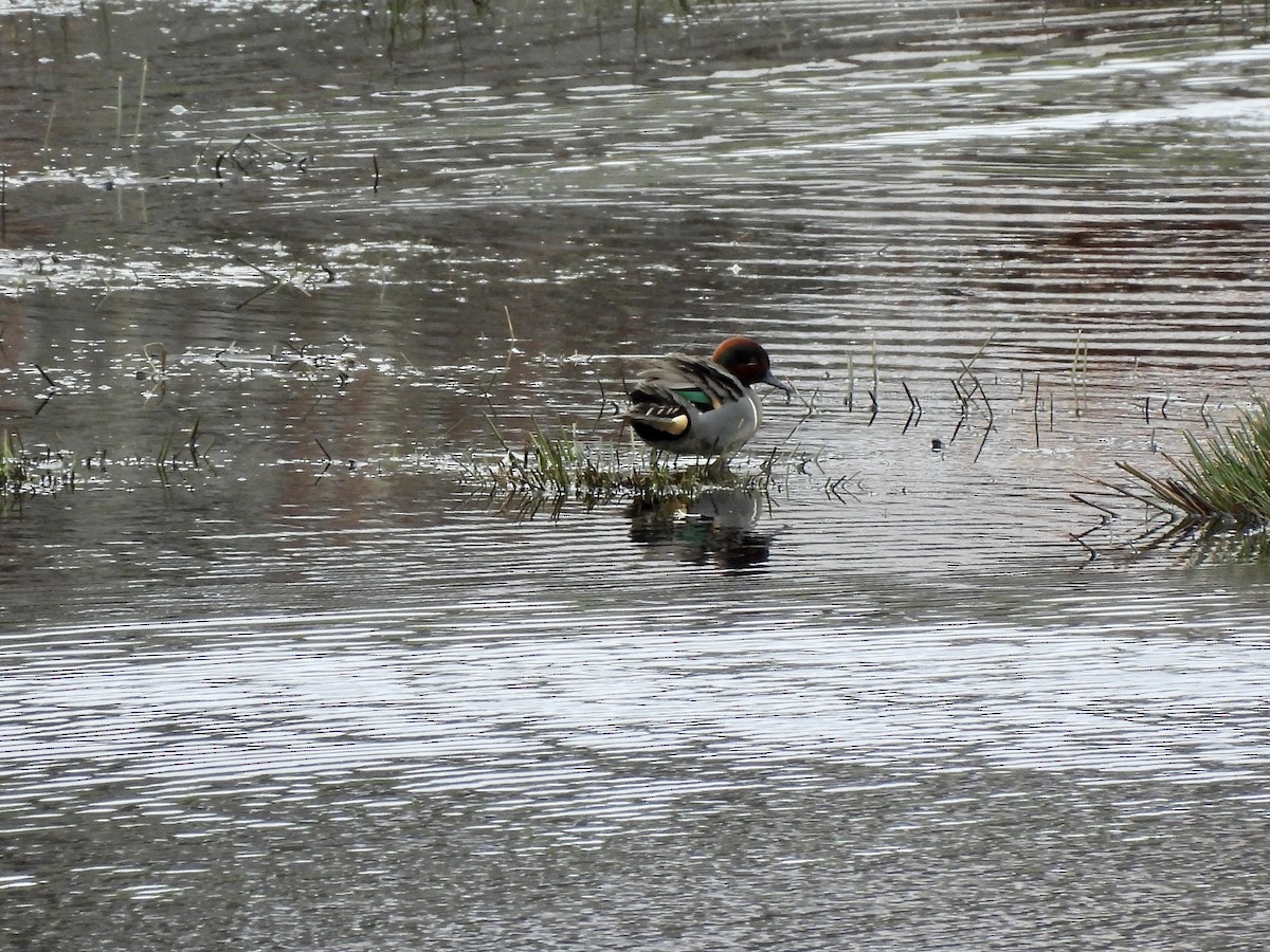 Krickente - ML650599157