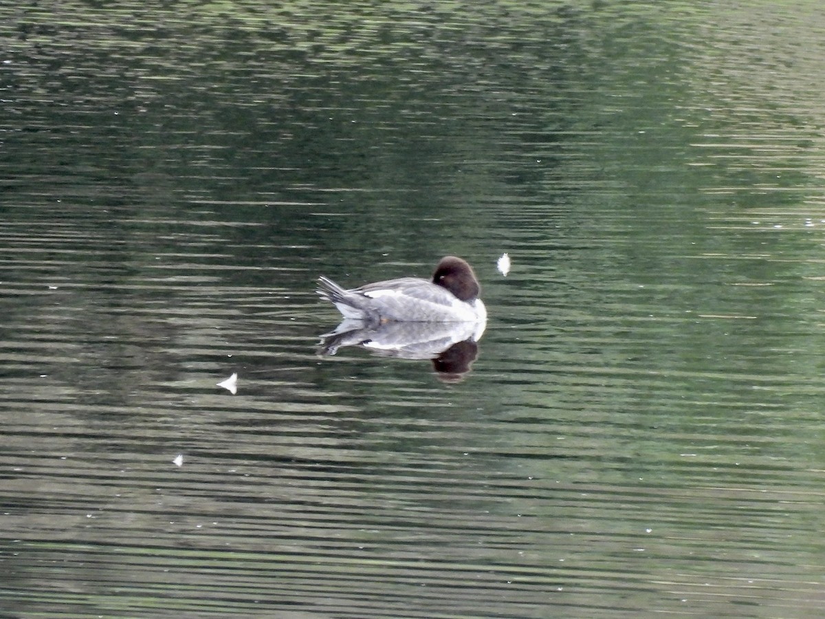 Schellente - ML650599171