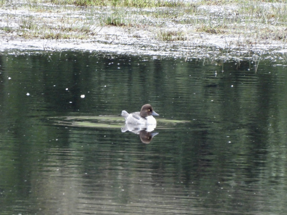 Schellente - ML650599172