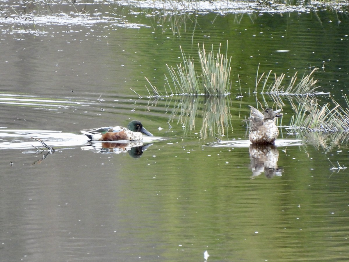 Löffelente - ML650599188