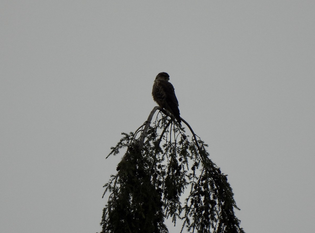 Merlin - ML650599209