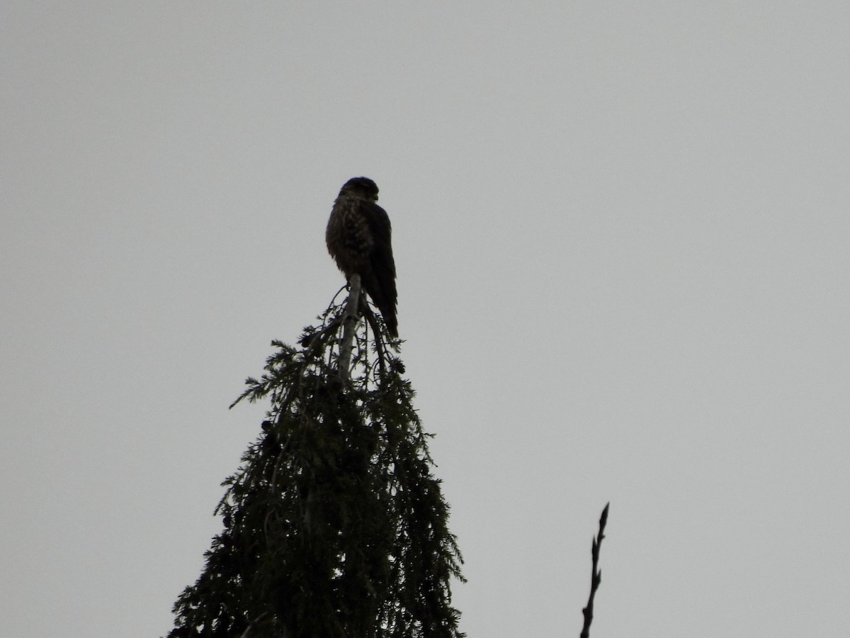 Merlin - ML650599210