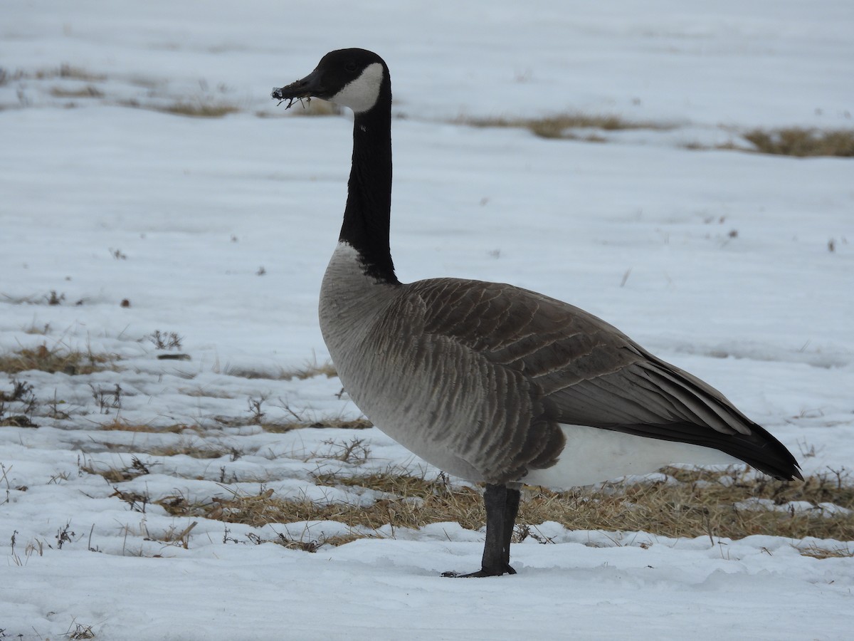 eBird Checklist - 9 Feb 2026 - Quentin Avenue - 1 species