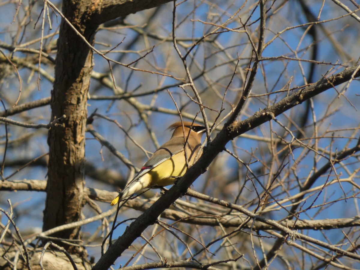 Кедровый свиристель - ML650600000