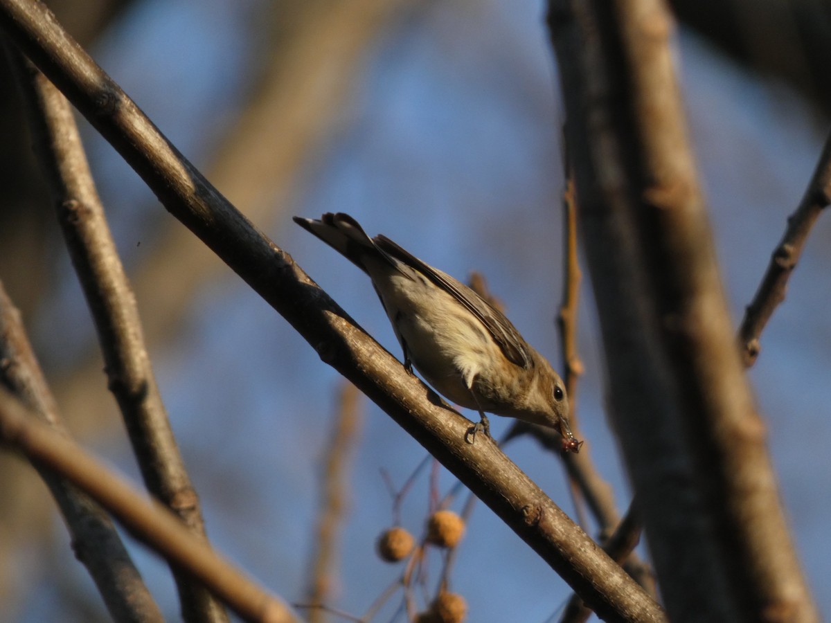 Миртовый певун - ML650600009