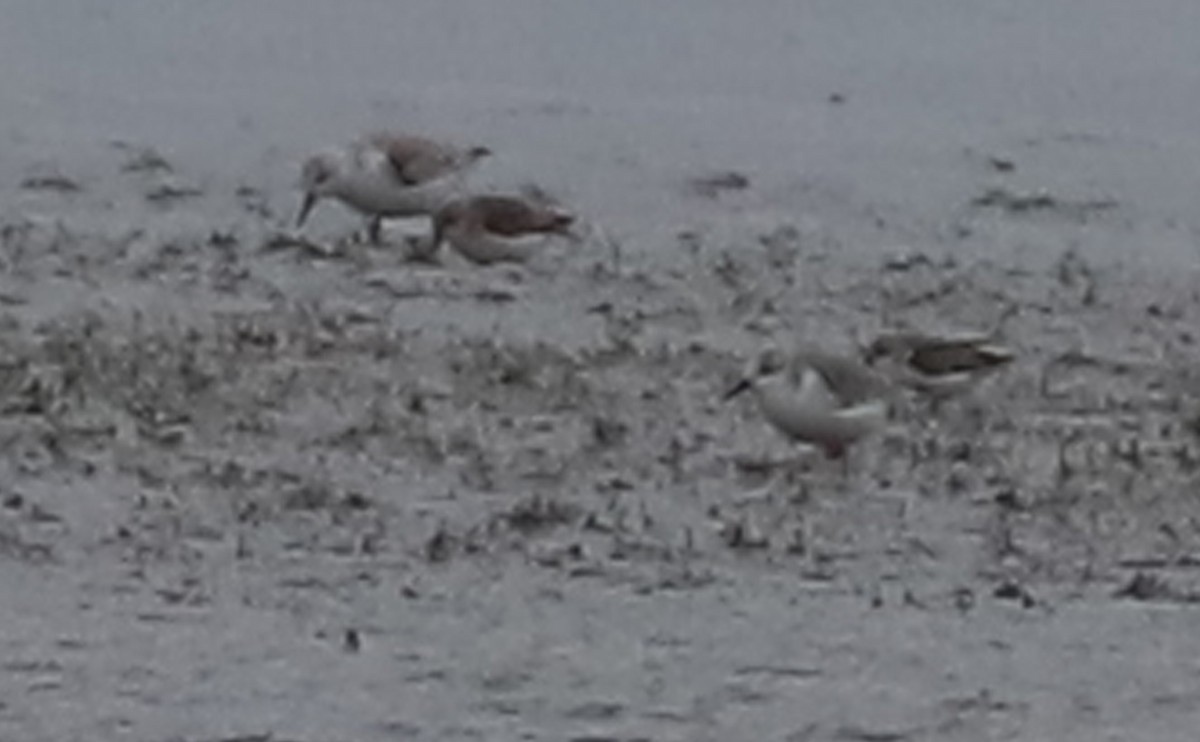 Bergstrandläufer - ML650600249