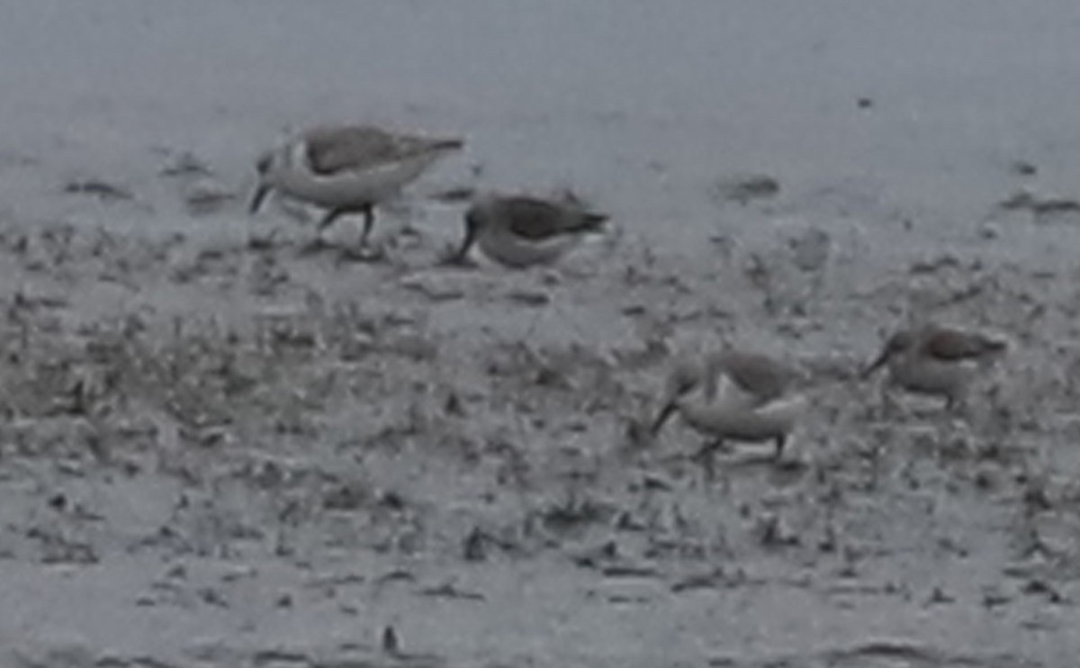 Bergstrandläufer - ML650600254