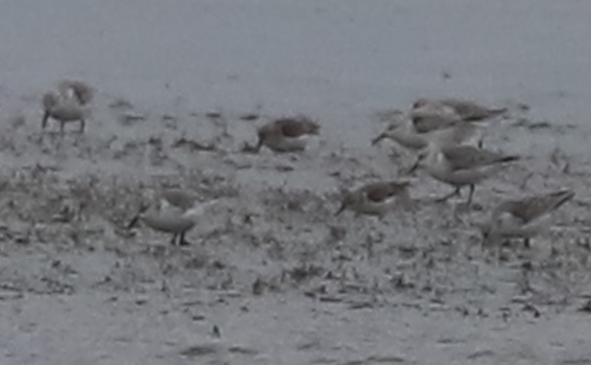 Bergstrandläufer - ML650600256