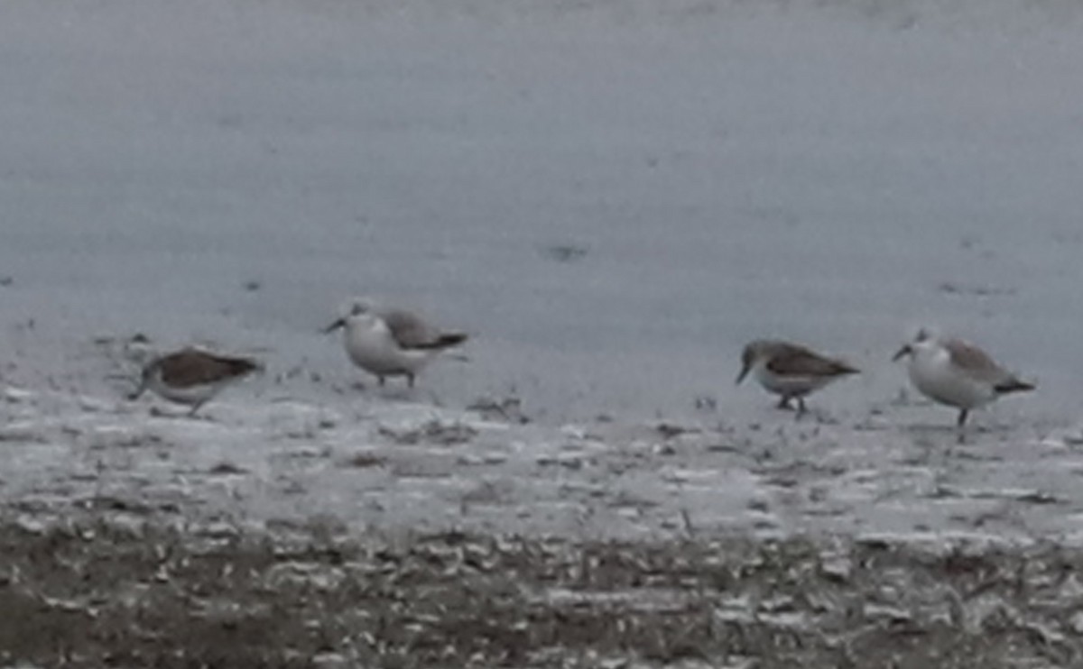 Bergstrandläufer - ML650600268