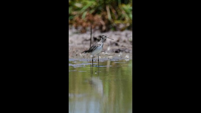 Solitary Sandpiper - ML650600404