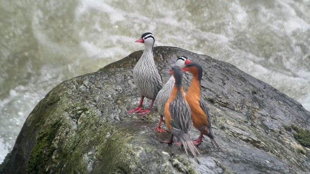 Torrent Duck - ML650600706