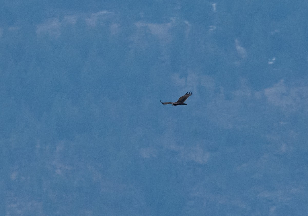 kalkunkondor - ML650600897