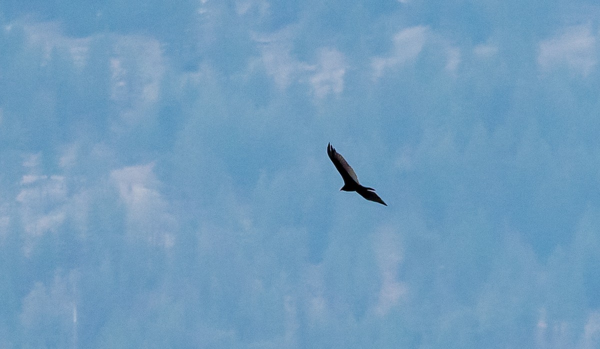 kalkunkondor - ML650600899