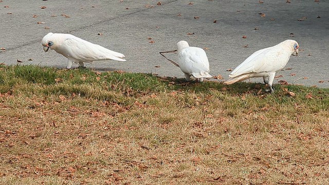 Какаду малий - ML650601653