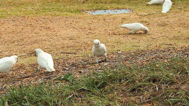 Какаду малий - ML650601654