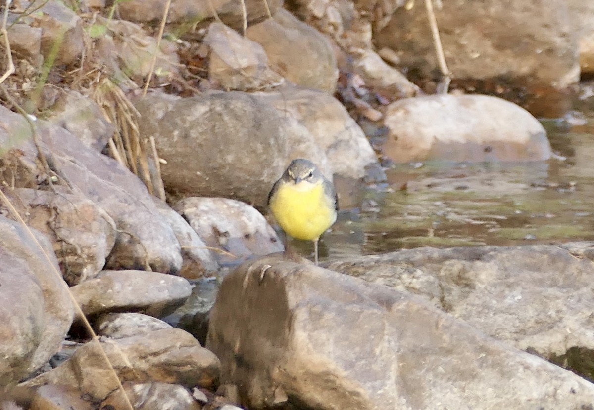 灰鶺鴒 - ML650601665